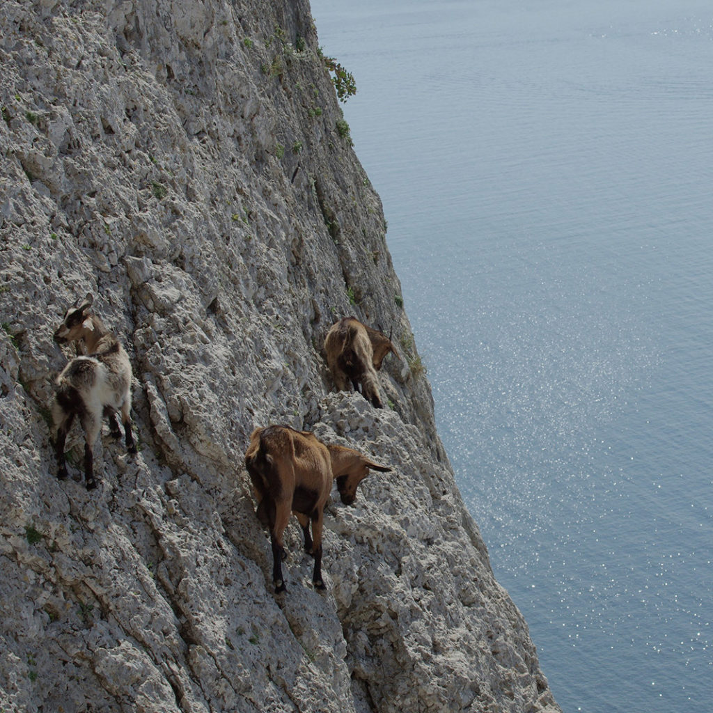 Les biquettes de Kalymnos
