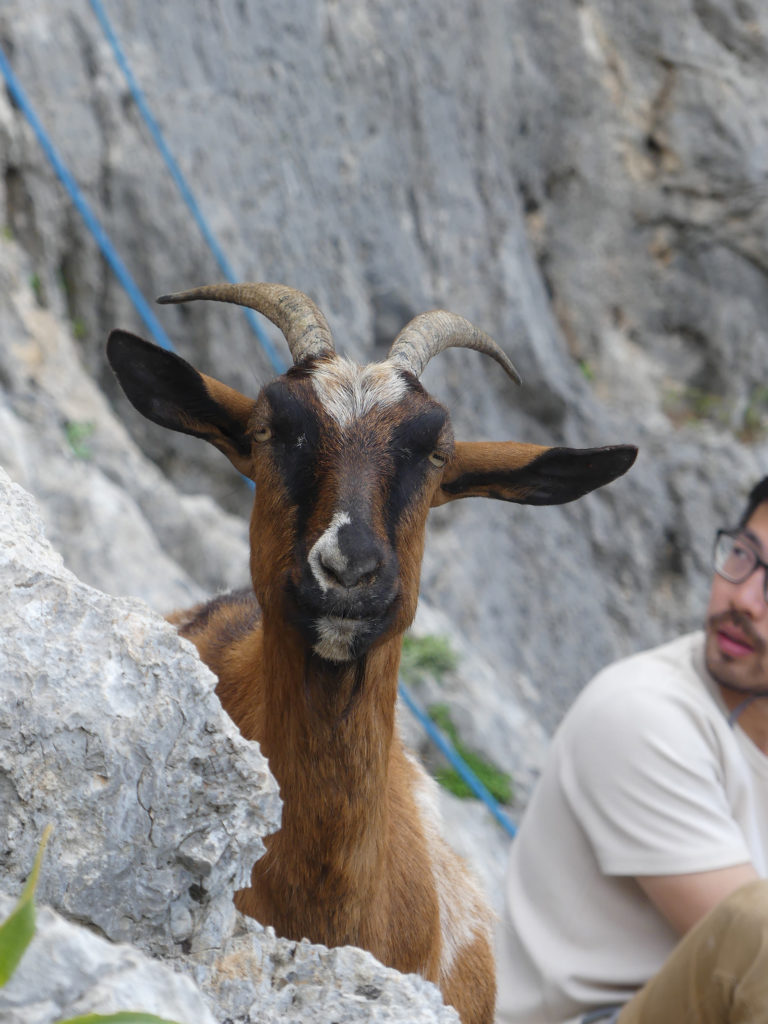 Paulette la biquette - Kalymnos - Grèce