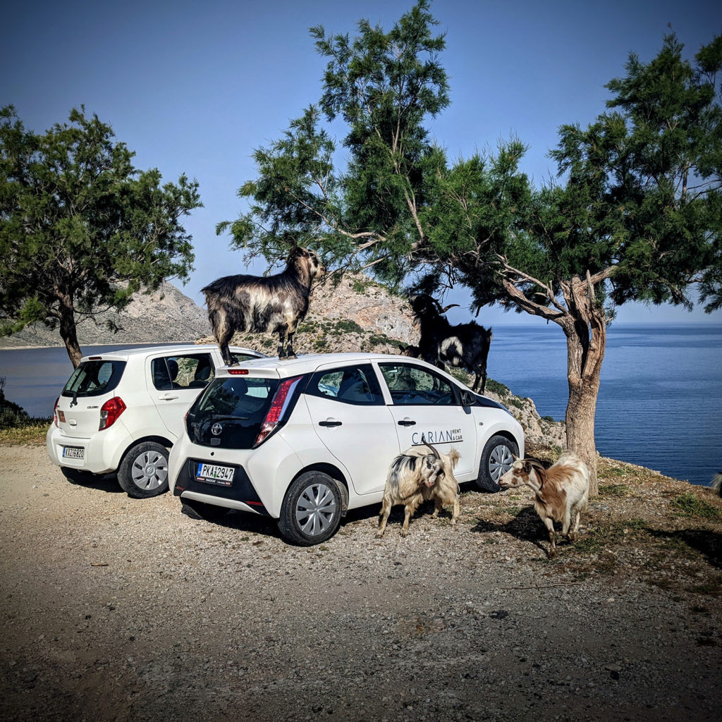 Les biquettes de Kalymnos